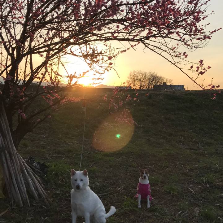 C1529d8a e8ec 4d05 a6d8 e1e2f6cd8581