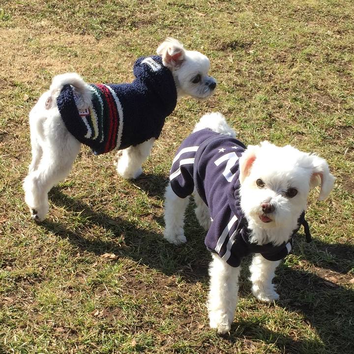 C1593fce 7061 4aa6 9050 dd6a0fa9d19b