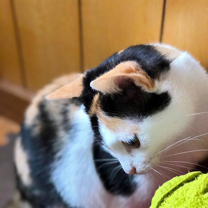 C15cacb3 daee 4456 844c bf8ac5170db0