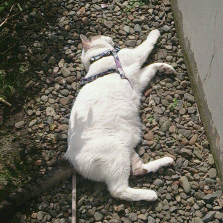 C166a7ad 10a4 4c72 87a6 188fa601b6ea