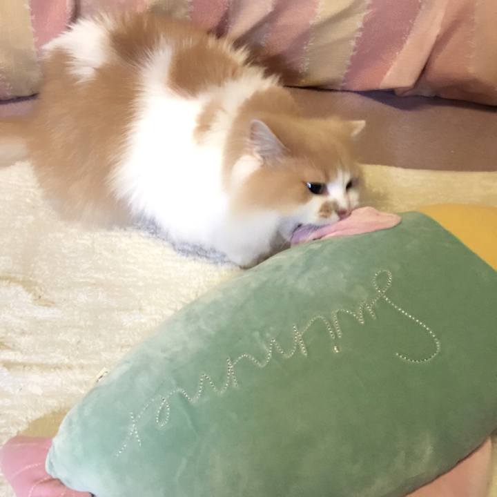 C16a470c 5c04 4cc8 9c2f 7b0c3c985296