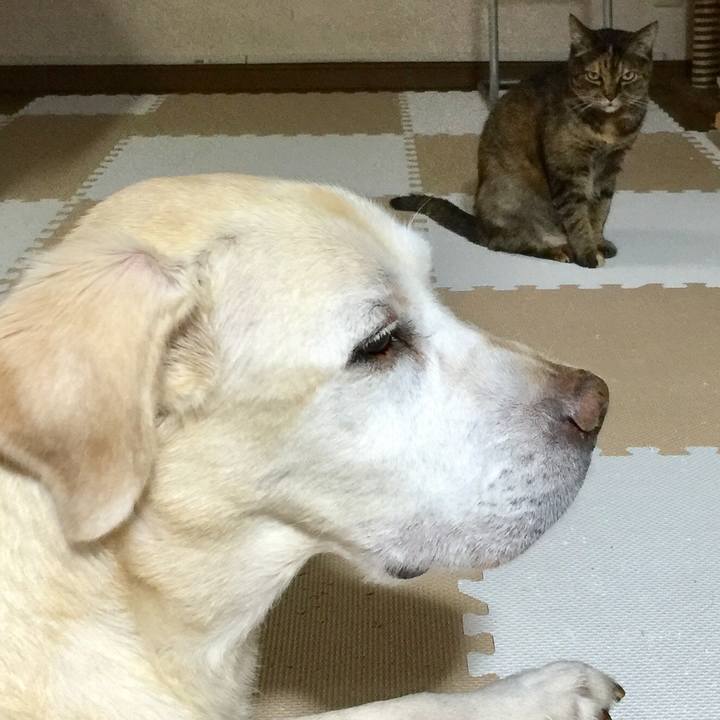 C16c8fbf ea41 489a a90c eeb3cbf252a6