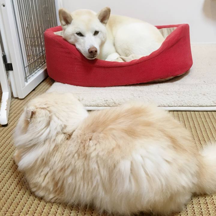 C16fb5cc c817 4f4d 879a ba55bdc864e6