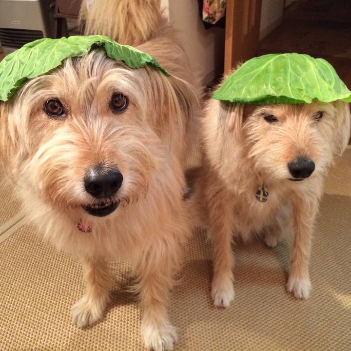 C170cf4e 6c53 4c54 972d 08f32b94d2d3