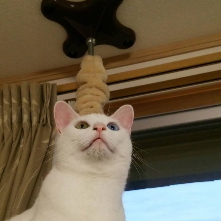 C175da14 bf36 42af ba81 e444109ed943