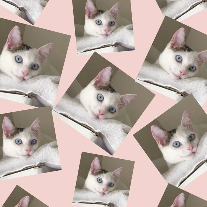 C175ddae 3ab0 4c88 9c89 223b55ed0f45