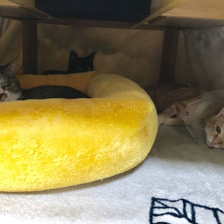 C17f2fa9 e3de 470f a16b 6ef314f768c3