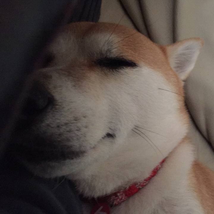 C185e892 5656 4219 803e aae94db91656