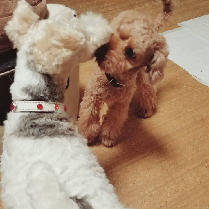 C1862f63 bf70 4421 b86e d49a7beab694