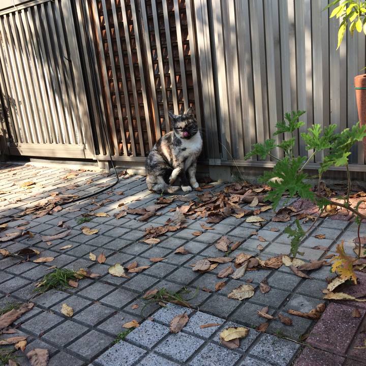 C186f32a babb 48e6 aa90 bb81216acaa2