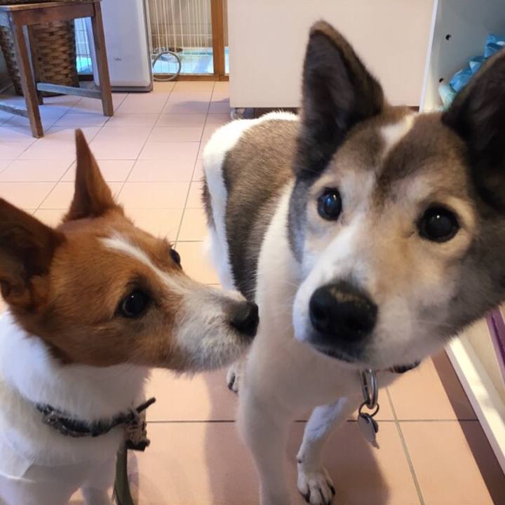 C19ae85a 03ea 43b7 a277 0f91e36057b0