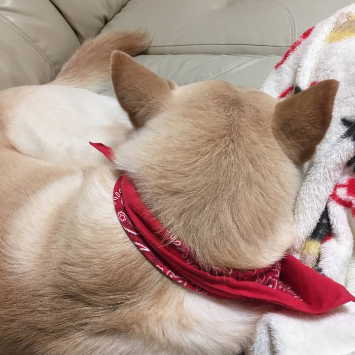 C19dfbcc 8d43 436e 9f30 cd6d491a7965