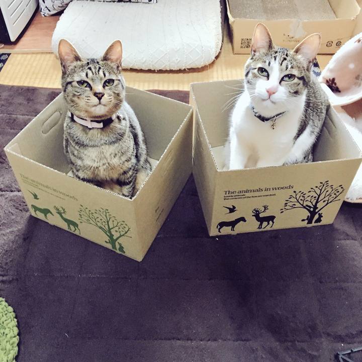 C19fc3b9 6c54 4da7 9603 b3c46c8cd67b