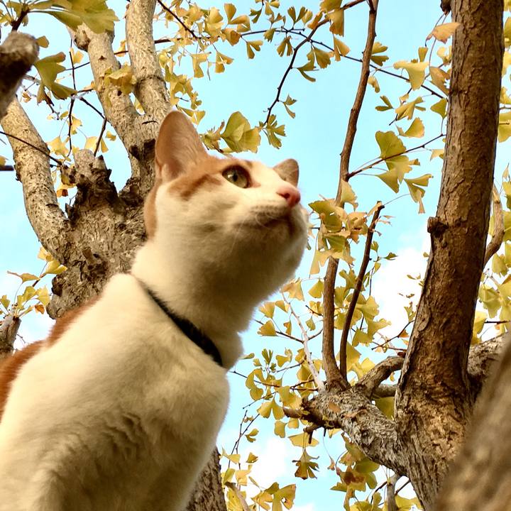 C1a9a609 40ae 4fb1 a0a0 349134a89495