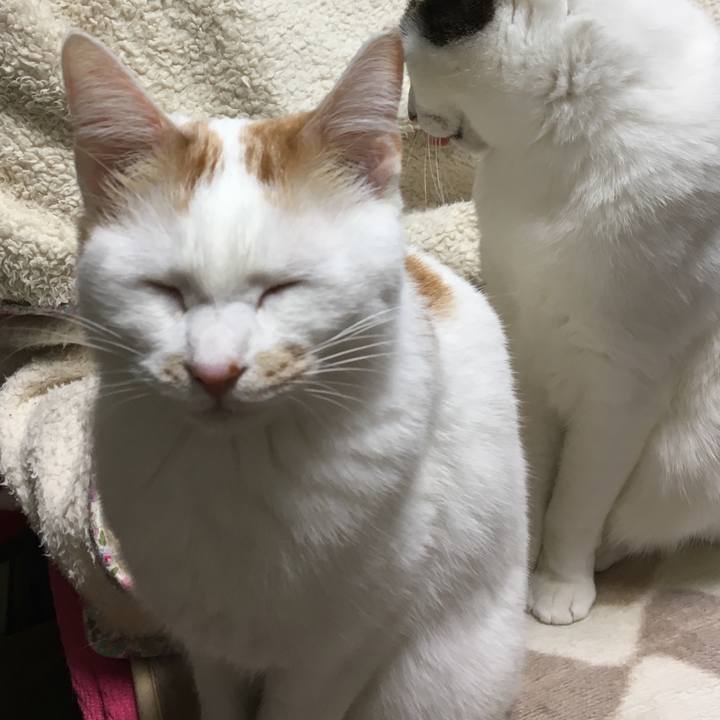 C1adf60b 1b1a 44d3 b160 b67c29660a5c