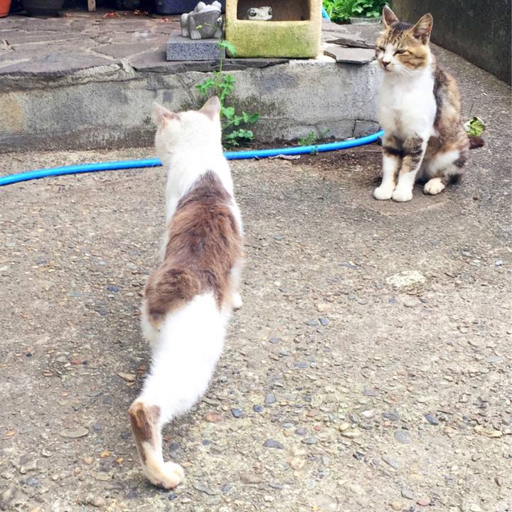 C1b50ff4 d240 4f35 bda0 eca47c3379b5