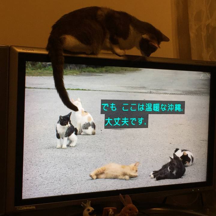 C1b587e9 272c 4b55 882e 72cb449e7303