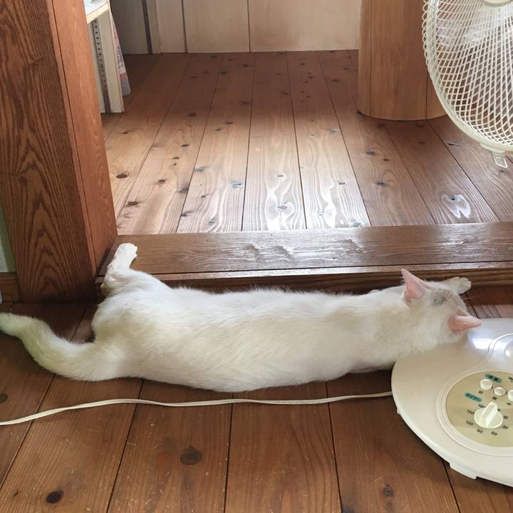 C1b77200 40a6 4feb 96f6 be410ee6e337