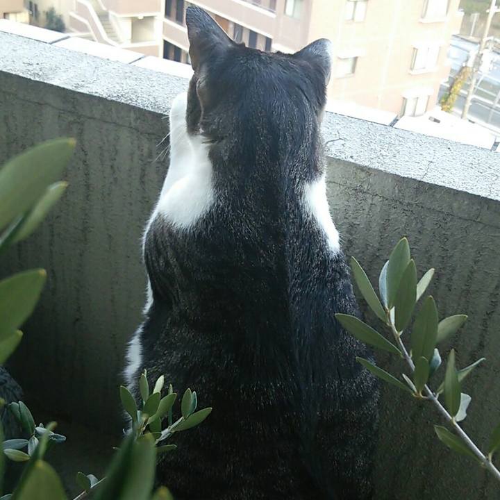 C1b7a5ca 47d4 4d0a 9d1e c450b9e9ebf8