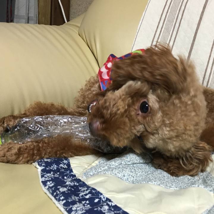 C1bc32d9 97c3 4714 89f2 b4ff9fd7fce8