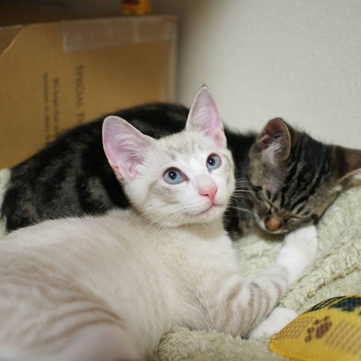 C1bd5a21 2335 426c bc36 c7cc1502d52c