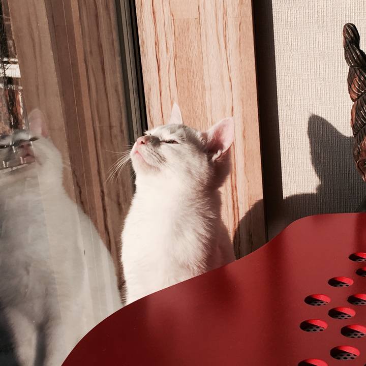 C1c43f90 a781 4e61 a368 9a704847621d