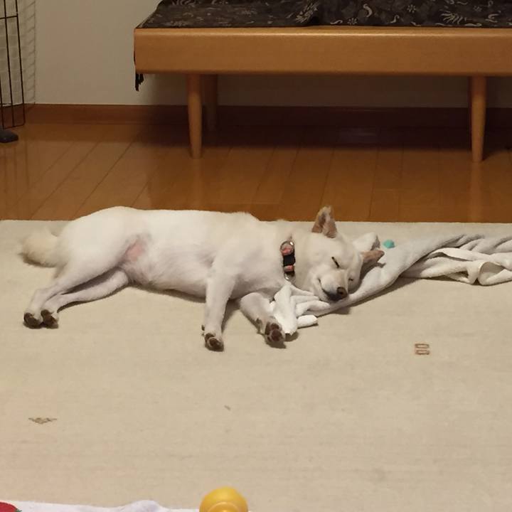 C1c6e0f6 8dba 495a b146 4ec0c359a45f