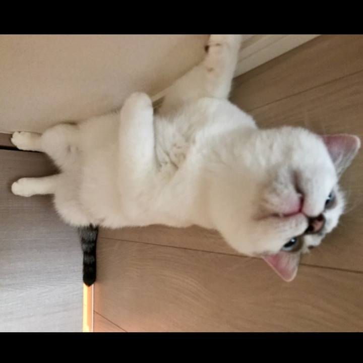 C1cedc80 63d4 40a0 80bb 0cd29002d3e6