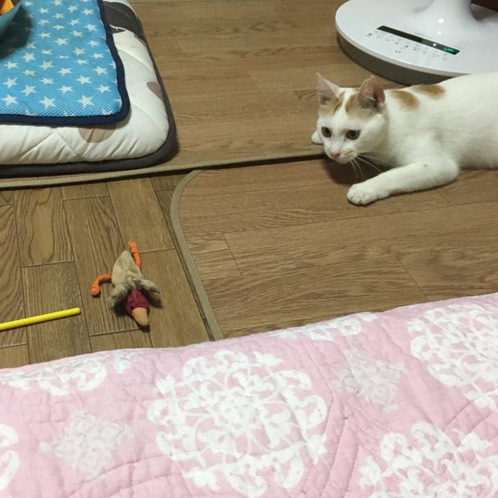 C1cfbaba bbb0 4d05 89de 30ae50771b01