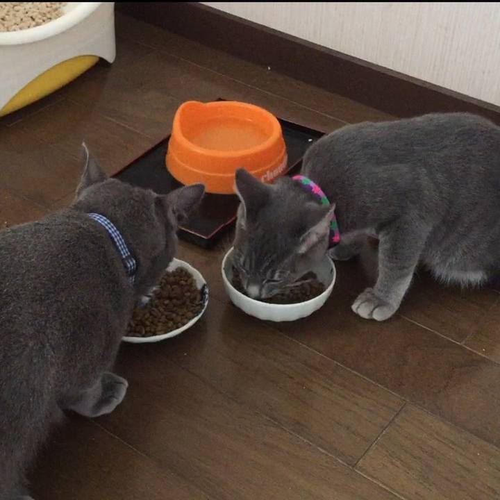 C1d2b5ce 40ab 477b 91a0 02da5c0dca83