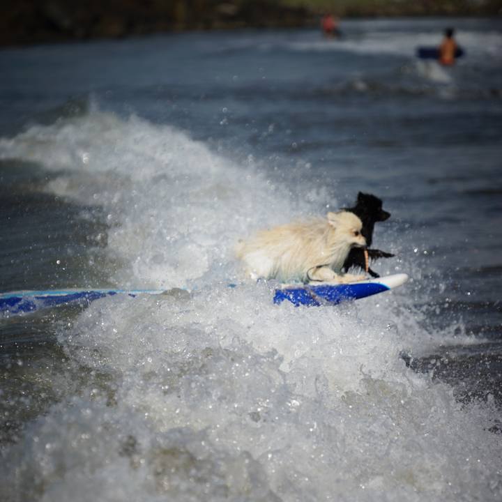 C1d625a4 c2de 47a5 b116 ec9322749e80