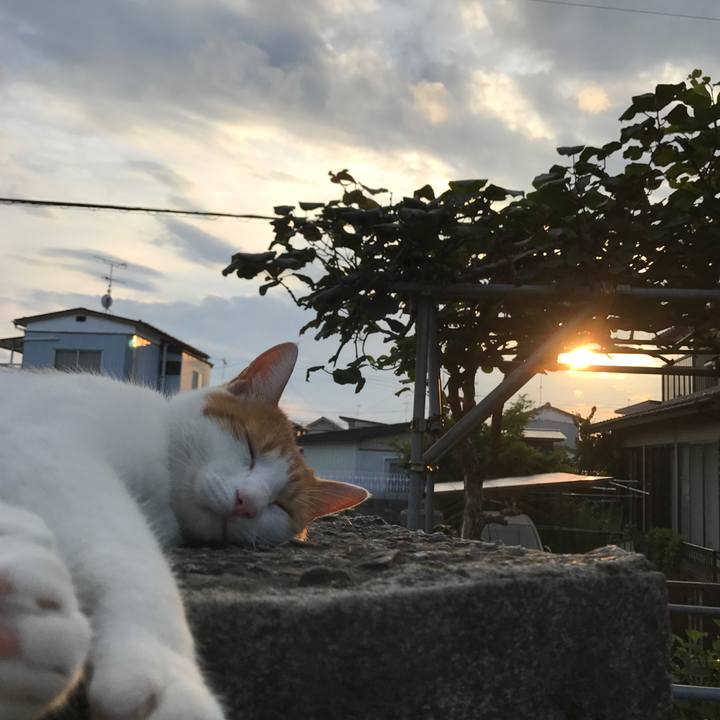 C1e0c1b5 a32c 4b48 9730 95217f40b4df