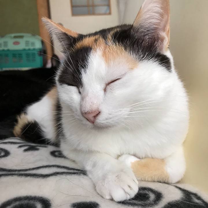 C1f0bd29 704c 46e6 ae21 802aac4f27be