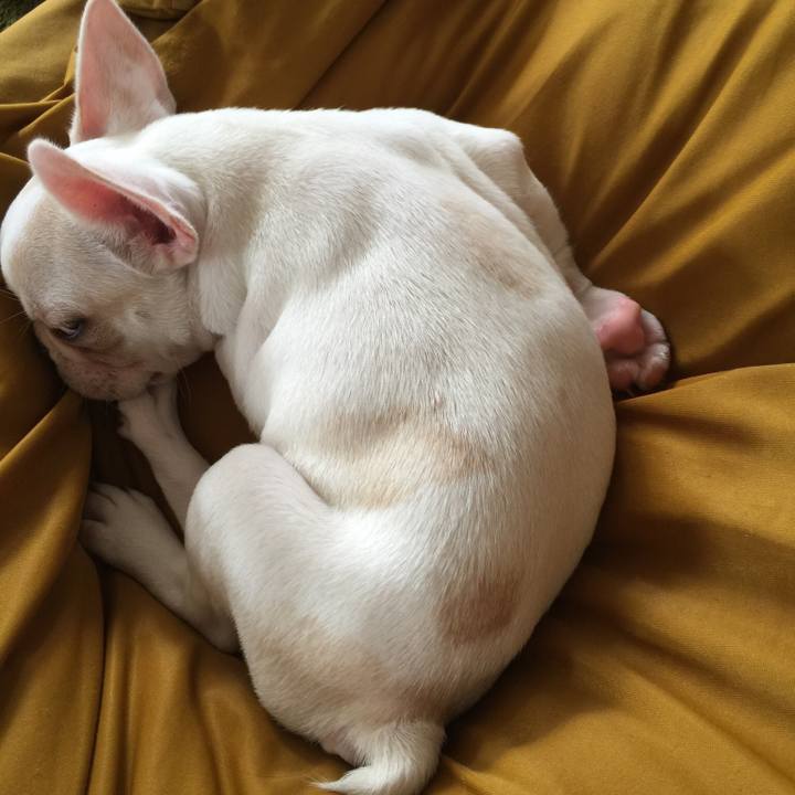 C1f3d27d 03d9 4c90 a74d 4e93454a7dee