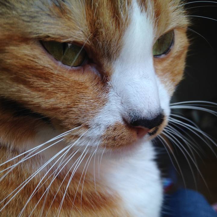 C1fa7fa6 f045 4c29 9ccc 9ad87487ea72