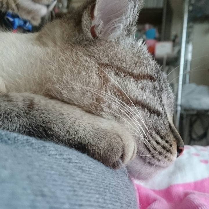 C1faa1d0 f2e7 446b a689 423ae2c26b6c