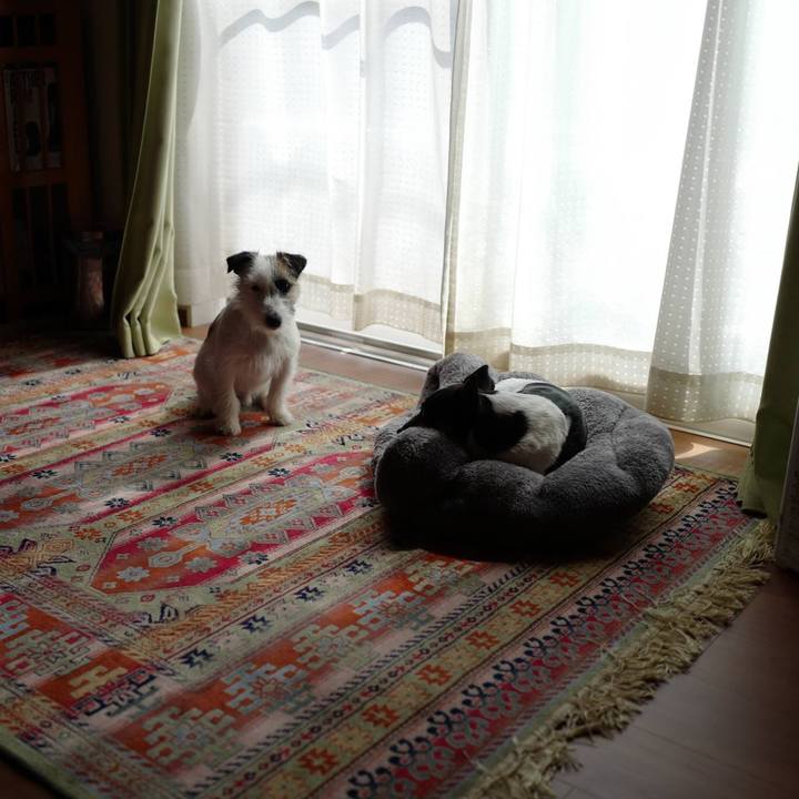 C1fbbd29 2fe3 4ba2 a337 13cbc92629e7