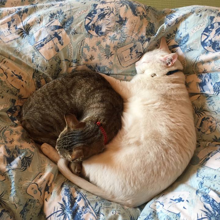 C1fda636 4b6b 4010 b543 b50fef29bd14