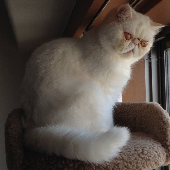 C20e1e50 320a 47cf a153 c77bd76b707b