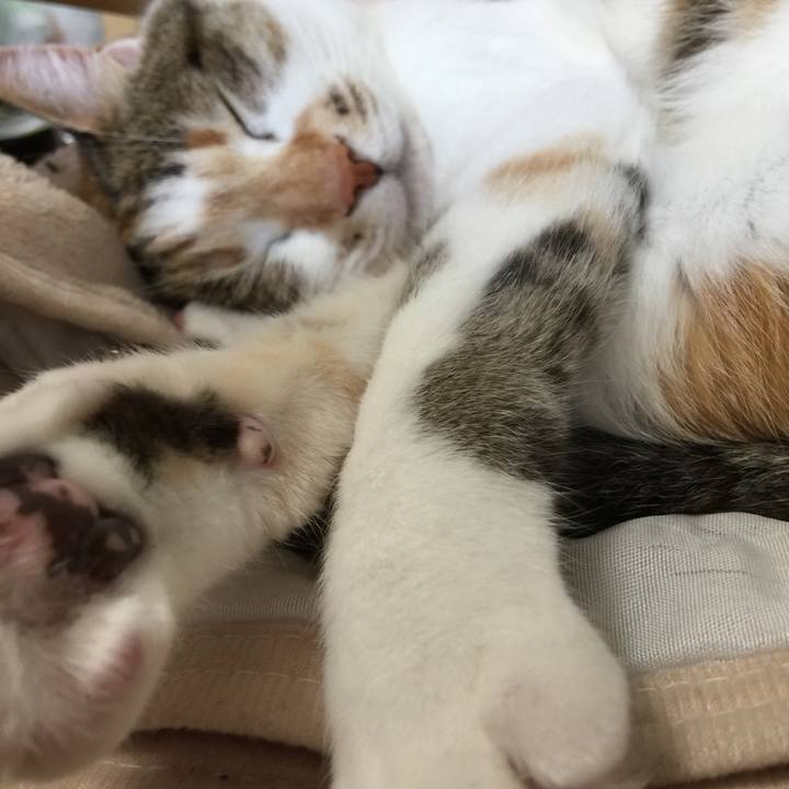 C211bce2 c54a 48f0 a4fb d87f1b123c5d