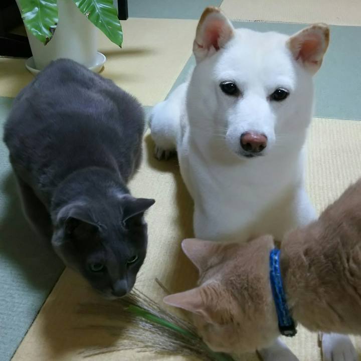 C2121868 3c10 4dd2 ac7a d60229fbee69