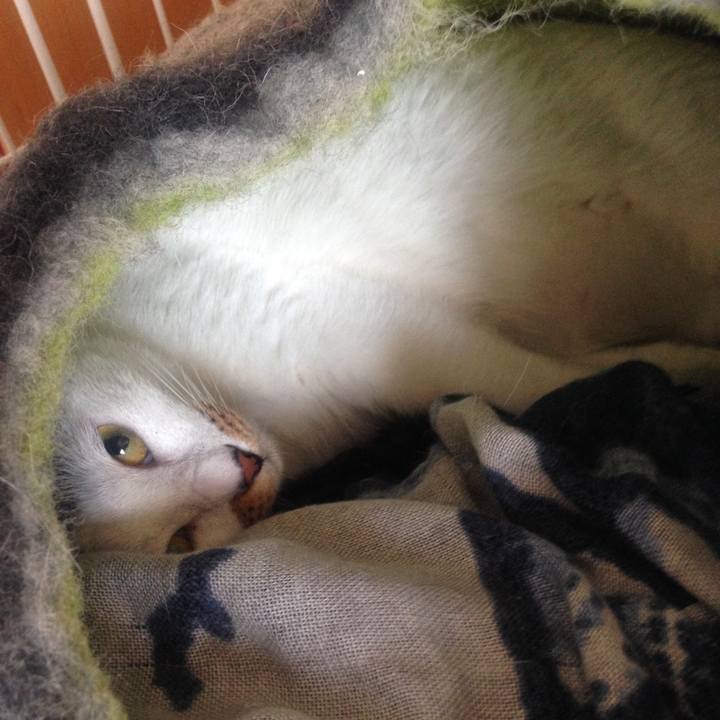 C215a66b 2f63 4e6b bf04 973922d0b724