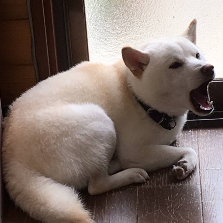 C21ad1bc f1cc 4374 b433 e2caacd25dc4