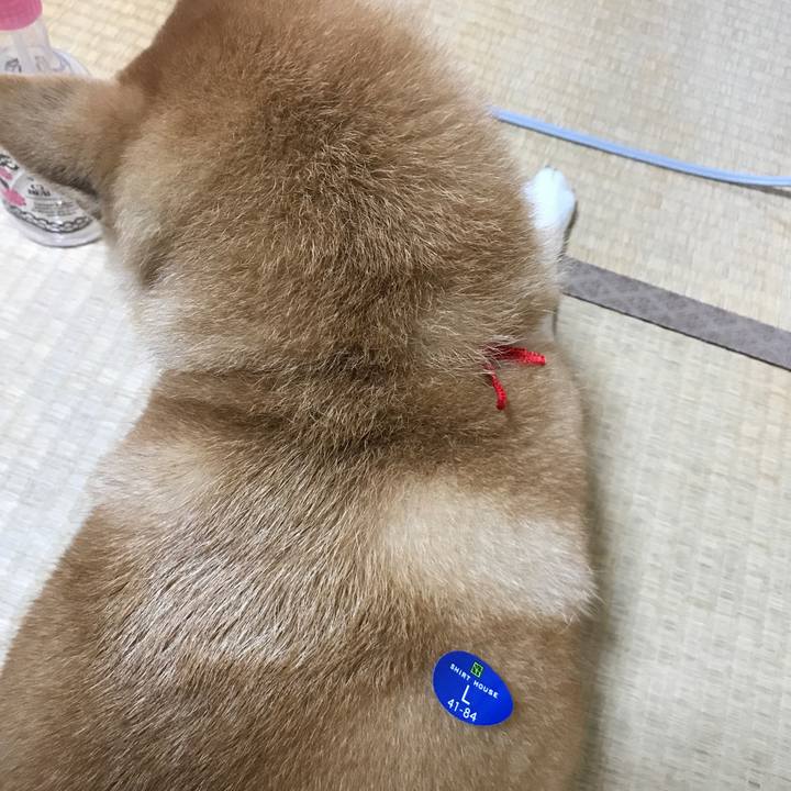 C21b5719 f5bf 4037 94ec 5b2d683847a2