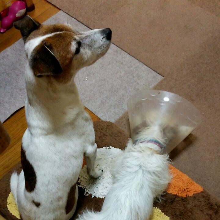 C21fe6f5 cb29 47b3 9cc2 537ce5ea7654