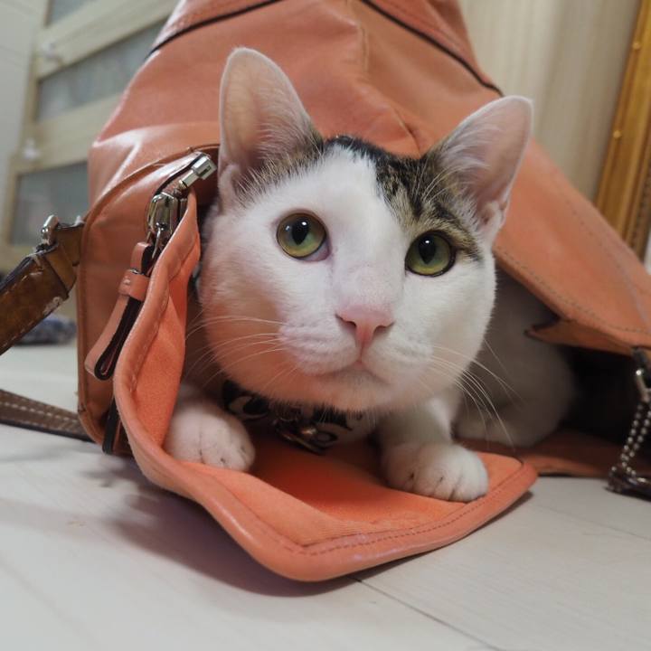 C225995e 7f29 4c02 ac61 96d6c4ab8475