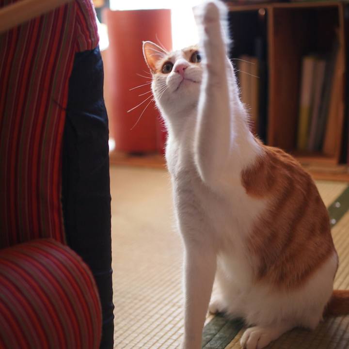 C2300634 1455 43cf b8af 08693ba73933