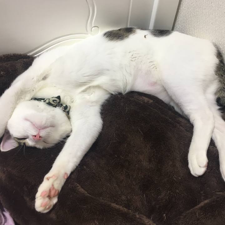 C23a4d60 a3a4 4df1 86cf d63a9cd2c762