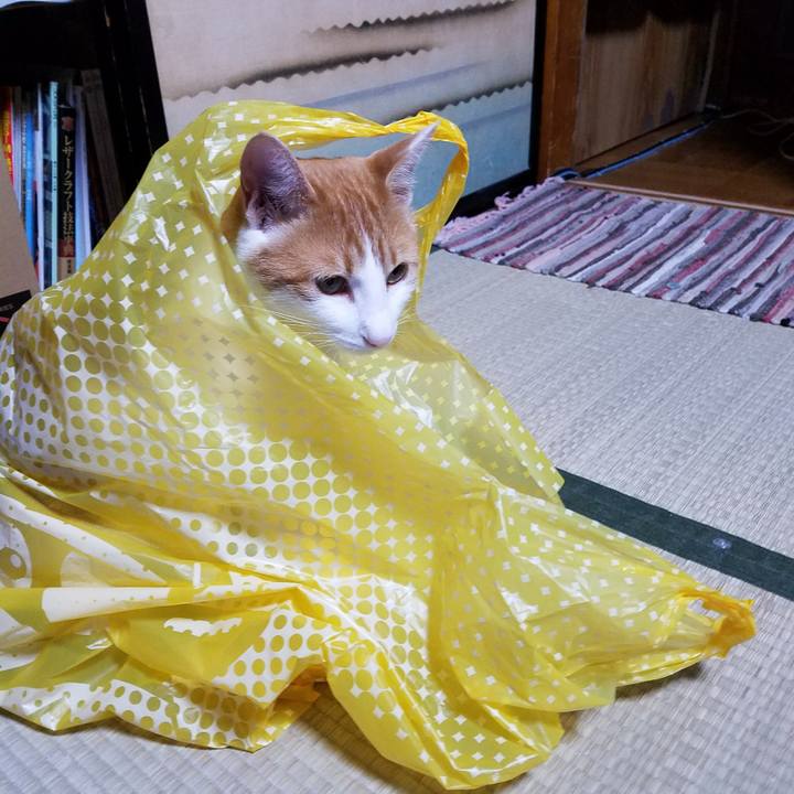 C246f305 0415 4413 bf0e 1ef8994d4596