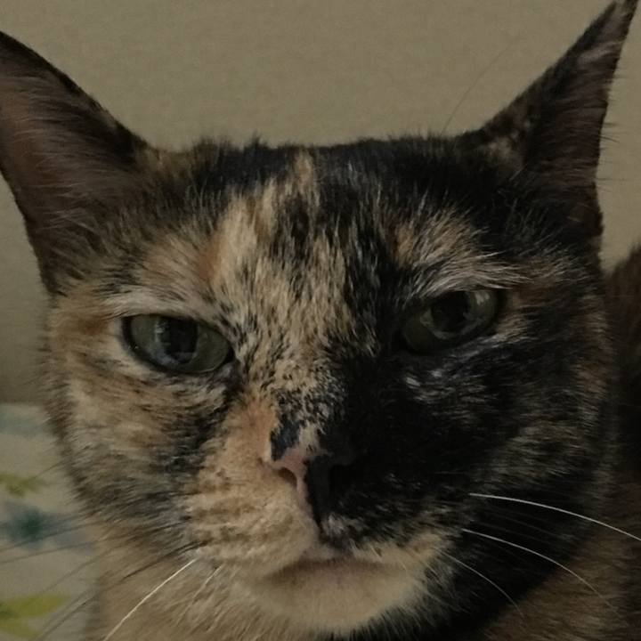 C24b4056 aea2 454d b63c 0b8c84c41830